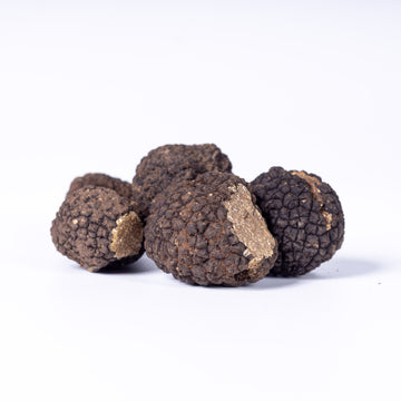 Schwarze Herbst-/Frühwintertrüffel - Tuber Uncinatum