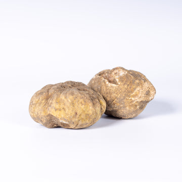 Tartufo Bianco Pregiato – Weißer Alba-Trüffel (Tuber magnatum Pico)