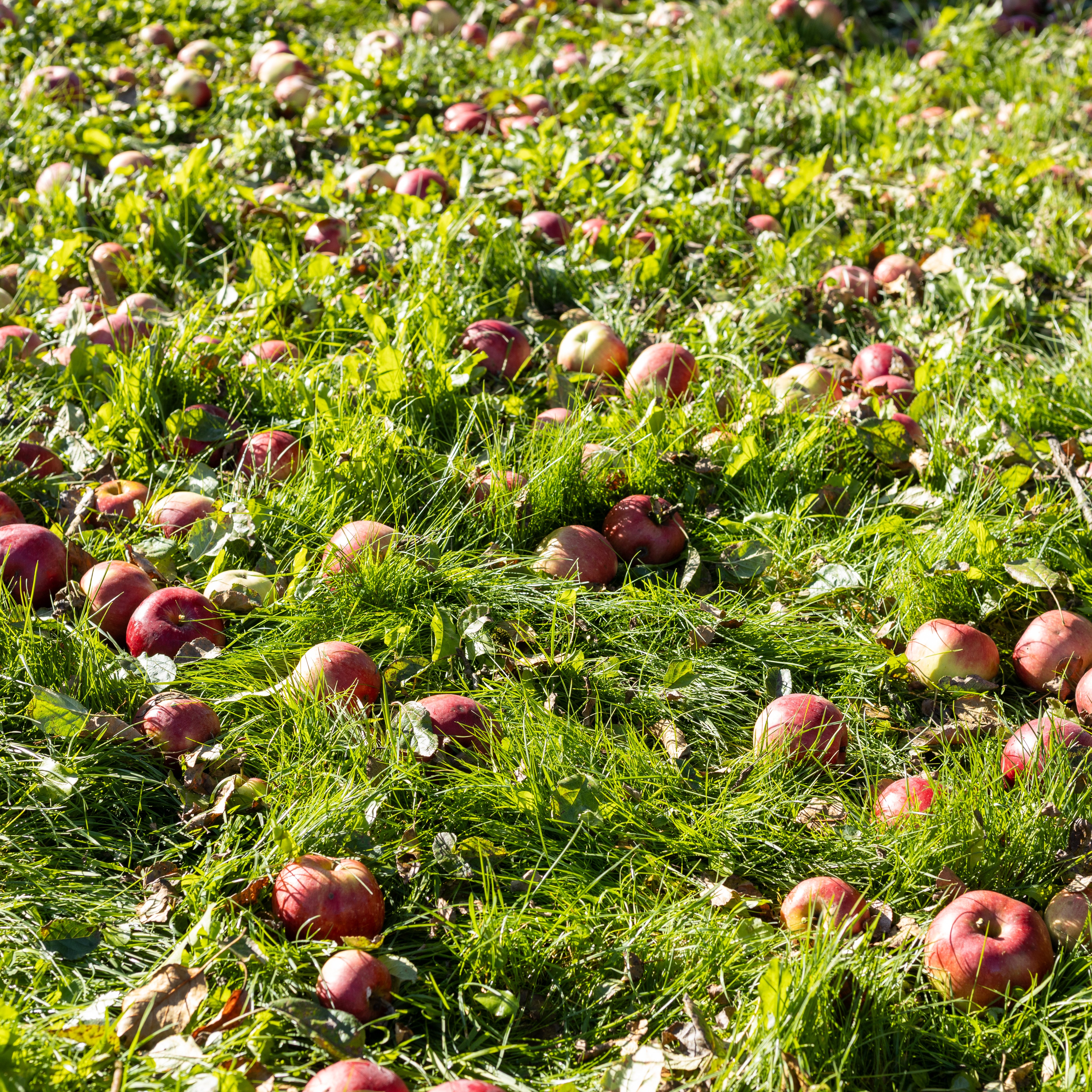 Nobile Apfelsaft 1L - 100% unbehandelte steirische Äpfel