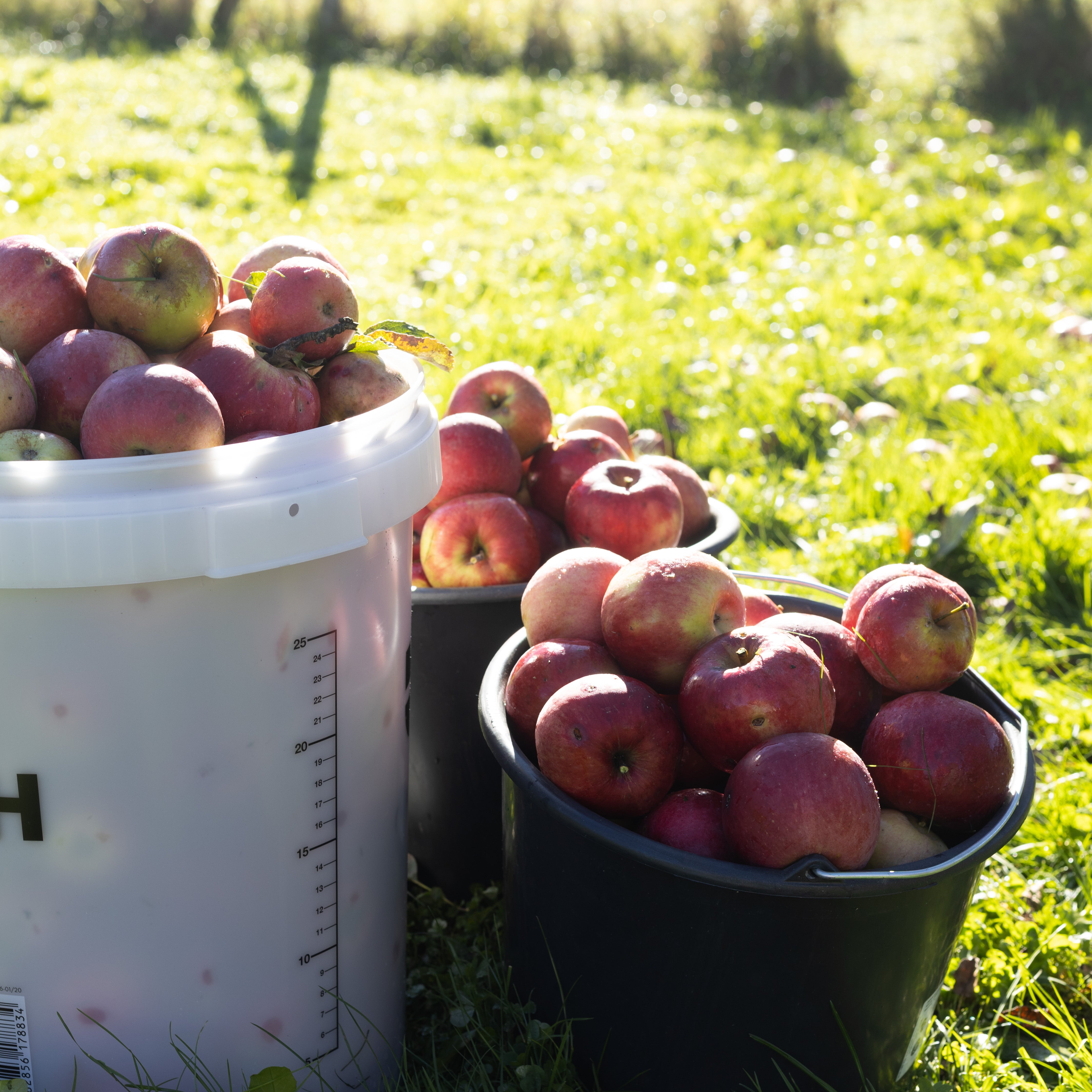 Nobile Apfelsaft 1L - 100% unbehandelte steirische Äpfel