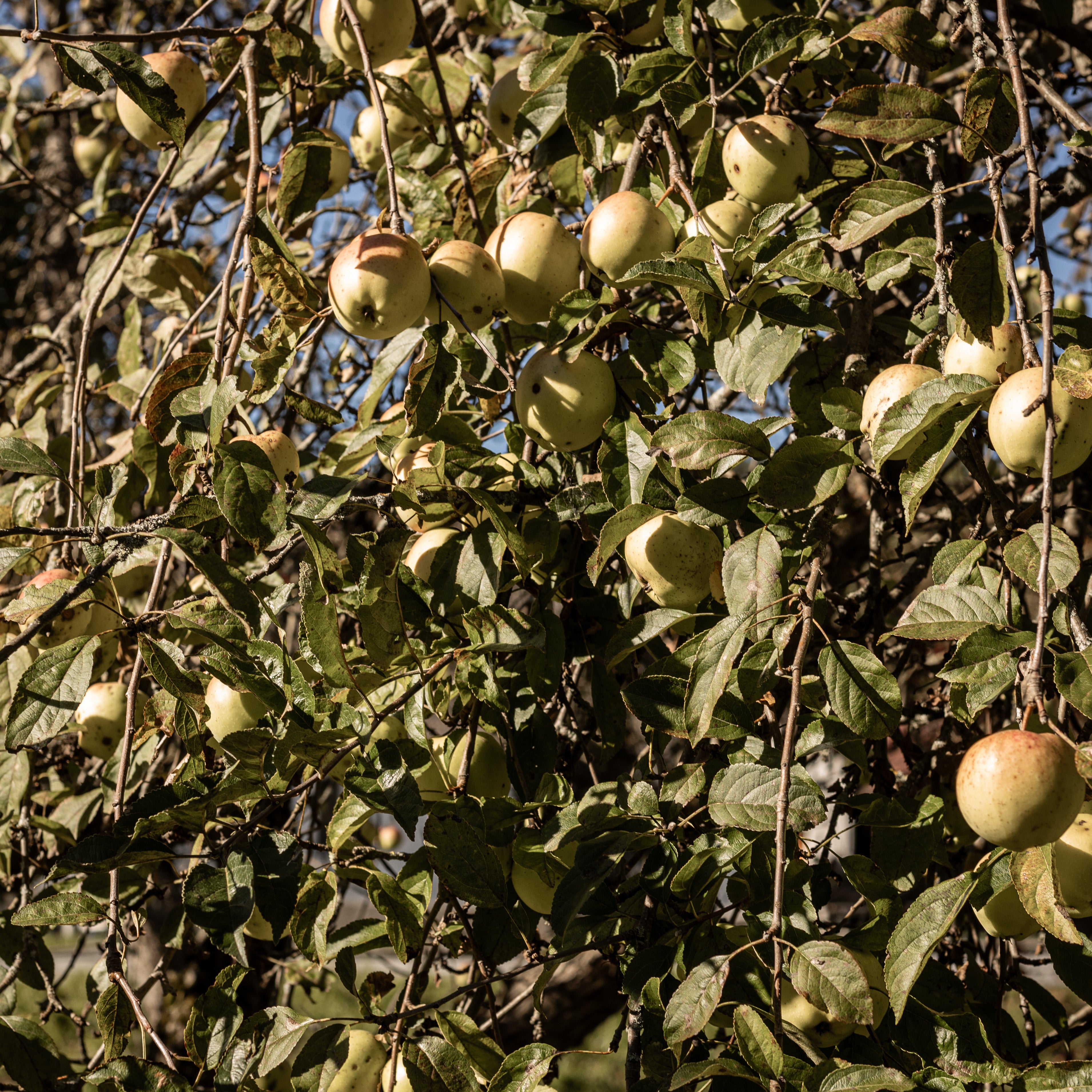 Nobile Apfelsaft 1L - 100% unbehandelte steirische Äpfel
