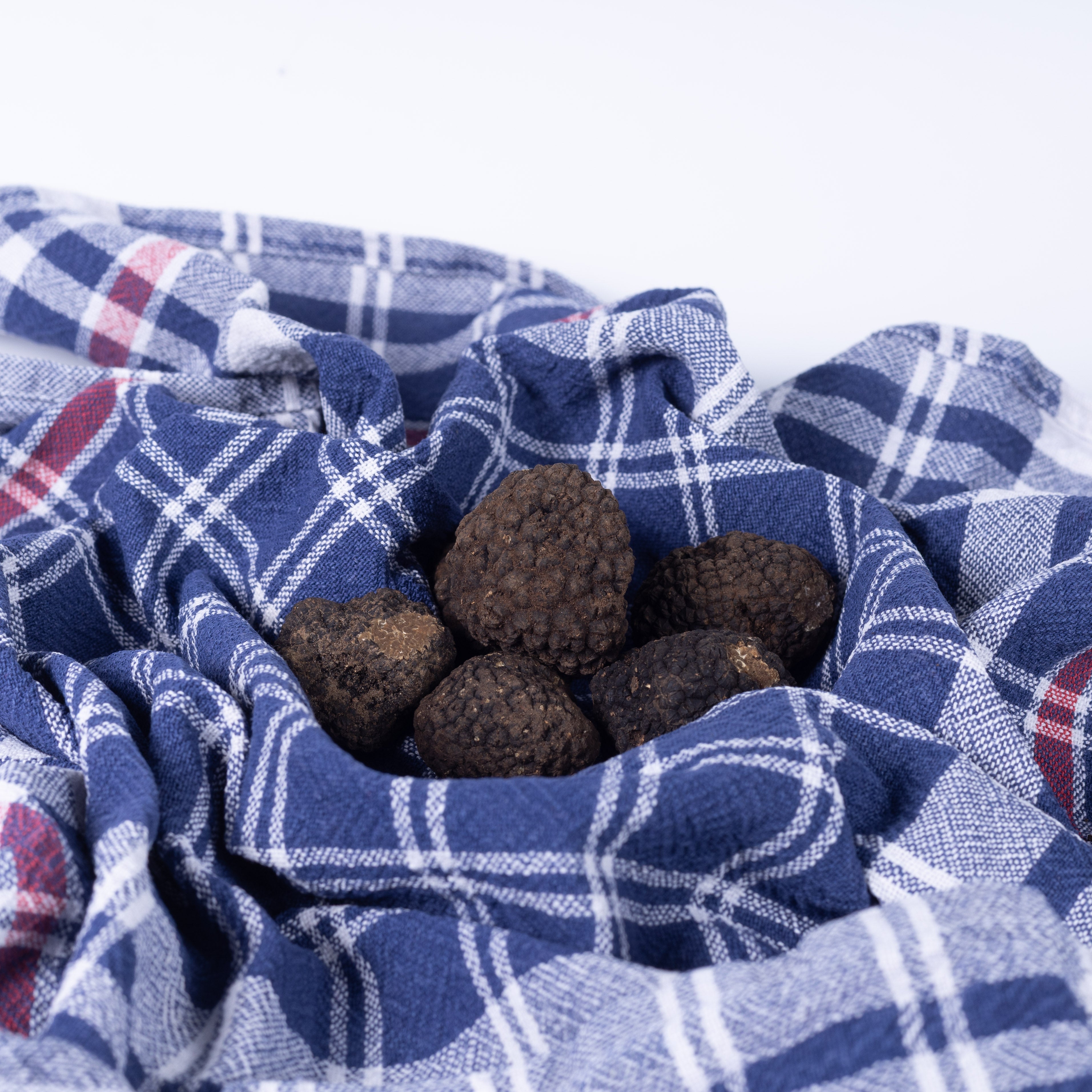 Schwarze Herbst-/Frühwintertrüffel - Tuber Uncinatum