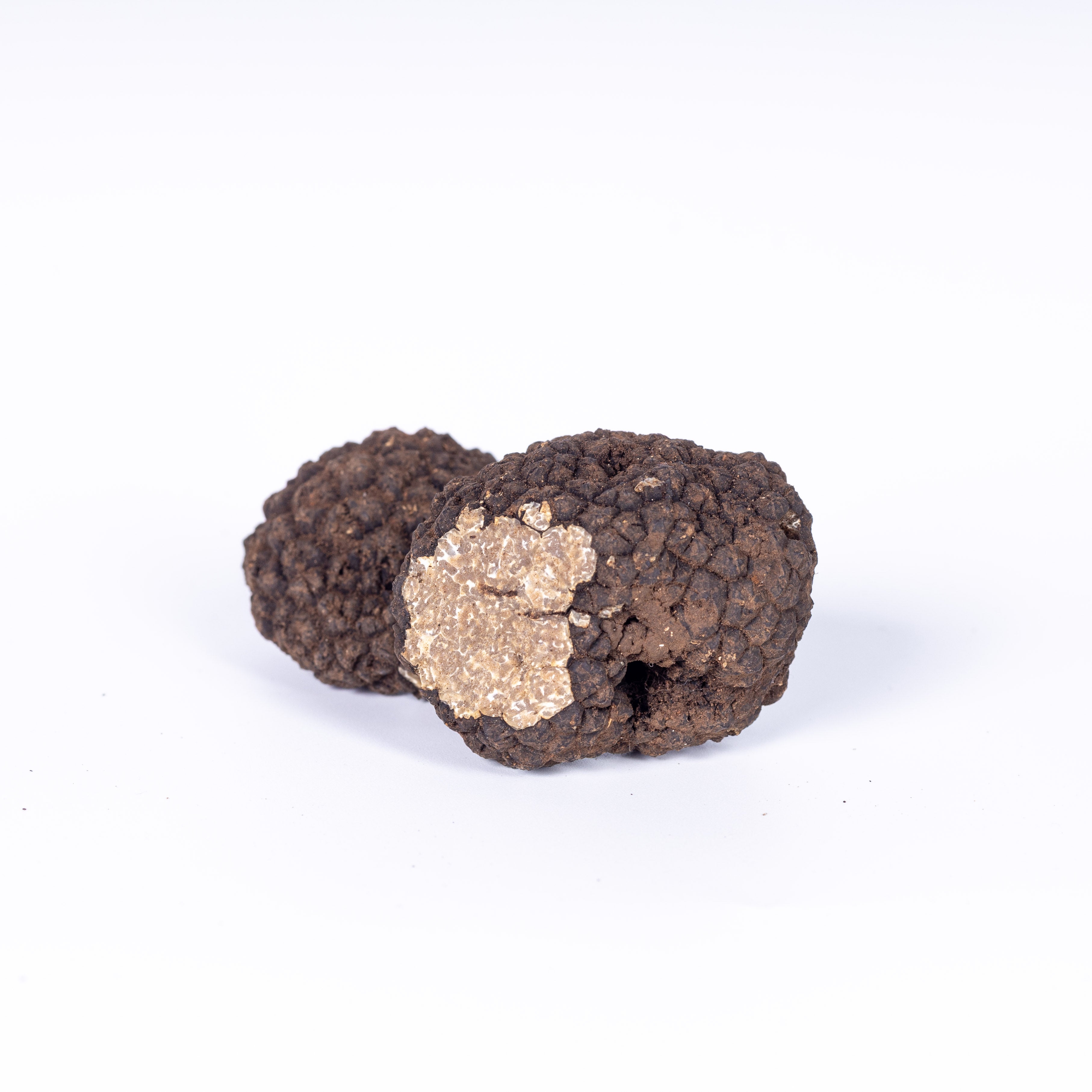 Schwarze Herbst-/Frühwintertrüffel - Tuber Uncinatum