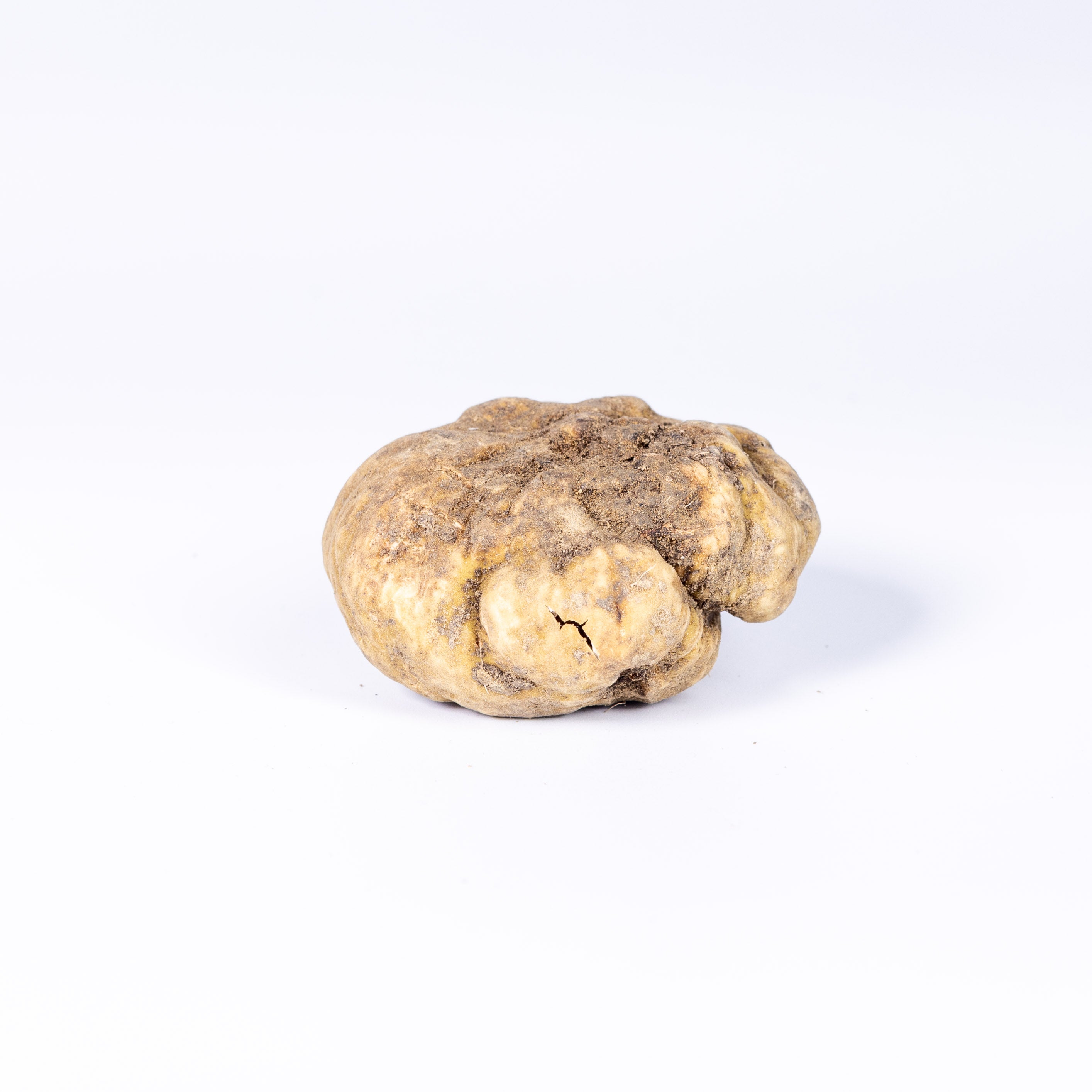 Tartufo Bianco Pregiato – Weißer Alba-Trüffel (Tuber magnatum Pico)