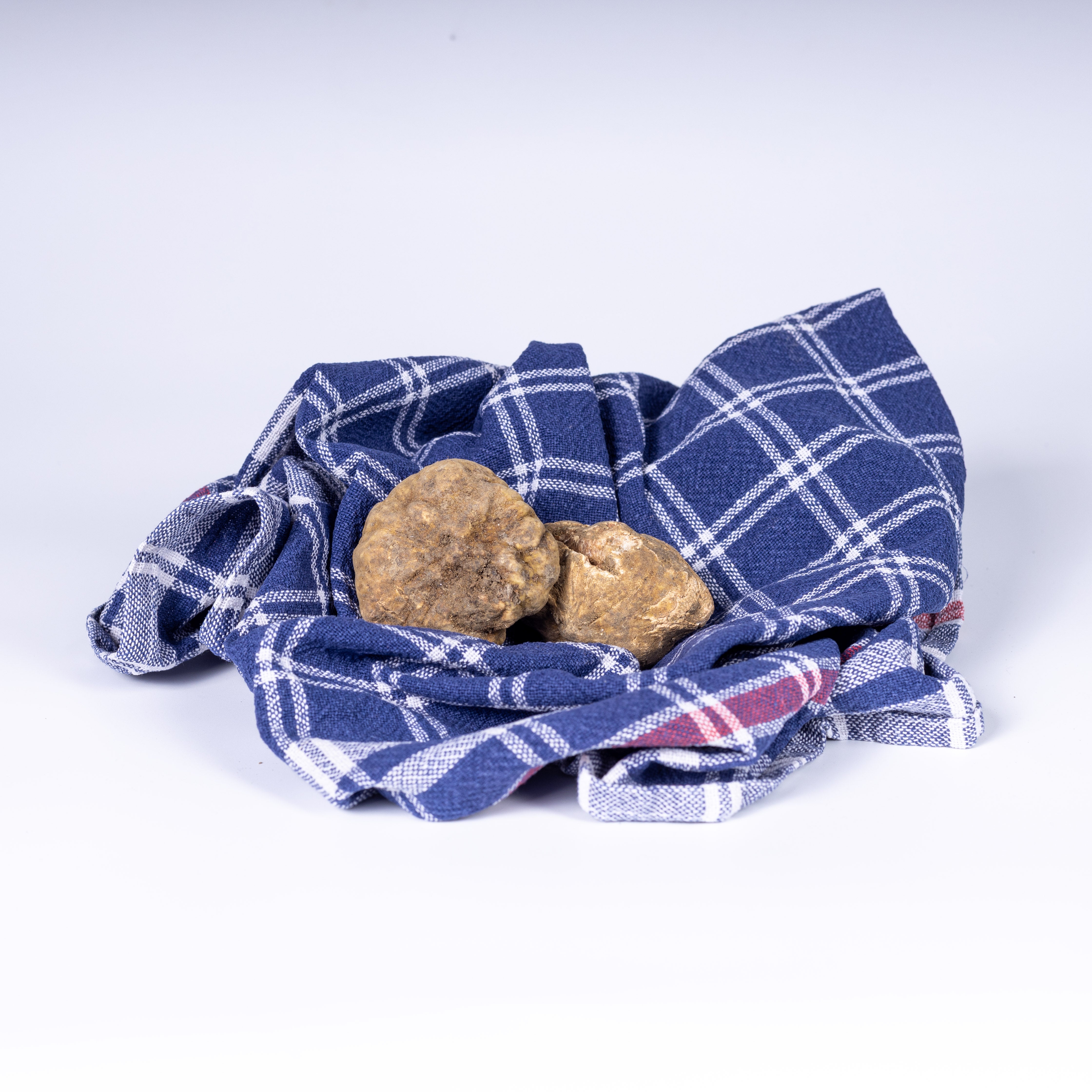 Tartufo Bianco Pregiato – Weißer Alba-Trüffel (Tuber magnatum Pico)